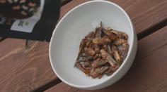 Červi s parmazánem nebo cvrčci v chilli. O jedlý hmyz roste zájem