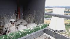 Sokoli se uhnízdili na stavbách ČEZu, společnost teď spolupracuje s ornitology