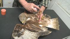 Pondělní bouřky zaměstnaly také veterináře. Zraněno je velké množství ptáků