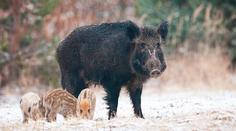 Obyvatelé Mostu trápí přemnožení divočáci. Strážníci je z města vyhánějí každý den