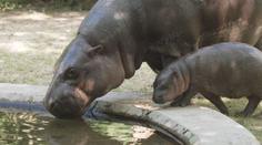 Už dělá první krůčky. Návštěvníci zoo mohou sledovat jedinečného hrošíka