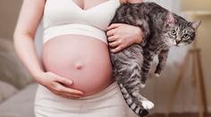 Toxoplazmózou může být nakažena až čtvrtina Čechů. Nebezpečná je pro těhotné