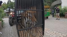 Zabavený tygr odchází ze zoo v Liberci. Stěhuje se do Nizozemí