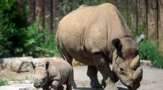 Odporný čin! Návštěvníci zoo vyryli svá jména do zad nosorožce