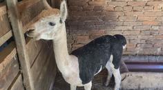 I některá zvířata potřebují letní sestřih. Takhle si s tím poradili v jihlavské zoo