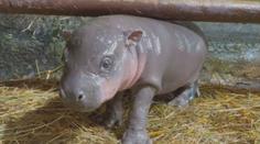 Mládě hrošíka liberijského je hitem jihlavské zoo. Samička dělá velké pokroky