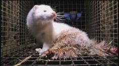 OTŘESNÉ VIDEO: Na českých kožešinových farmách týrají zvířata mezi mrtvolami a výkaly