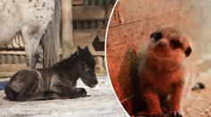 S příchodem jara se v liberecké zoo narodila další mláďata! FOTO