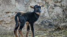 Radost v českých zoo: Na svět přivedla první mláďata roku 2020!