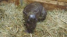 České zoo se daří chovat roztomilé hrošíky. Za 4 roky se tam narodili hned čtyři