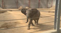 Zlínská zoo představila nový pavilon pro slony. Patří mezi největší na světě