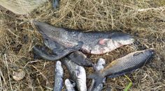 Papírny způsobily úhyn ryb. Hrozila jim obří pokuta, zaplatí 400 tisíc