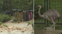 Déšť zvedá hladiny řek. Povodí Odry se připravuje na 20leté povodně