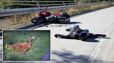 Řidiči motorky skočila na hlavu laň, způsobila vážnou nehodu!