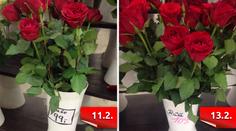 Růže na Valentýna? Cena květin se najednou "záhadně" změnila!