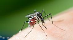 Evropou se šíří exotický virus. Objevil se už i v sousední zemi