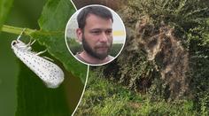 Děsivé pavučiny pokryly zahrady. Na záchranu je už pozdě, varuje expert