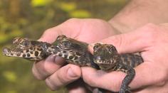Olomoucká zoo přivítala malé krokodýly, jejich odchov není snadný