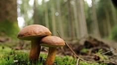 České houbaření zanikne. Budou u nás druhy typické pro Itálii, říká expertka