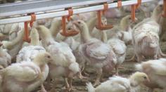 POZOR: Veterináři varují před novým ohniskem ptačí chřipky!