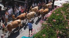 Švýcarský Gstaad ovládly krávy. Tradiční akce se pořádá už 800 let