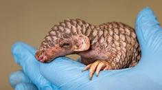 Mimořádný úspěch pražské zoo. Mládě luskouna je teprve druhé v Evropě