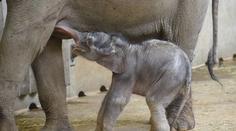Roztomilé video: Slůně z pražské zoo se poprvé ukázalo veřejnosti