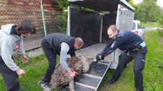 Po Bruntále se procházel pštros. Policisté ho odchytili pomocí taseru