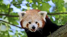 Chlupáč na útěku! Z plzeňské zoo uprchla panda červená