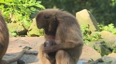 Zlínské zoo se podařilo odchovat hned dvě mláďata dželad