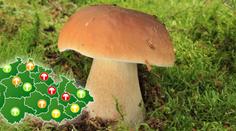 Konečně rostou, jásají houbaři: MAPA, kde nasbíráte plné košíky!