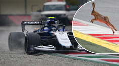 VIDEO: Formuli 1 baví odvážný zajíc. Rozjetému vozu se vyhnul jen o milimetry