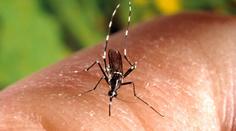 Komáři přenášející virus zika se rozšířili do poloviny Francie