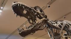 Lidé mají jedinečnou možnost. V aukci se bude dražit kostra Tyrannosaura rexe