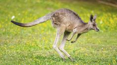 Ošetřovatelku v plzeňské zoo napadl klokan. Skončila v nemocnici