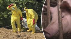 Veterinární správa bije na poplach. Hrozí vybíjení prasat kvůli africkému moru