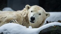 Velká ztráta pro pražskou zoo. Medvědice Berta musela být utracena