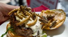 Larvy, cvrčci a sarančata k obědu! V Česku povolili hmyzí menu