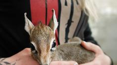 Zahrada ve Dvoře Králové se pyšní přírůstky, narodily se tam miniaturní antilopky