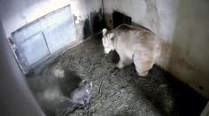 V Hluboké se narodilo vzácné mládě medvěda plavého! VIDEO