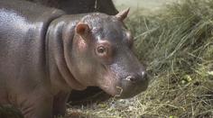 V německé ZOO v Karlsruhe se narodil malý hrošík