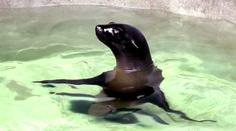Takhle se zabydluje v pražské zoo nová lachtanice! VIDEO