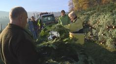 Mnoho plantáží už začalo s řezáním vánočních stromků, lidé chtějí jedle