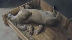 Lvice Khalila porodila ve Dvoře tři mláďata. Stará se ukázkově. VIDEO