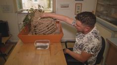 Aktivita vos a včel roste. Hasiči vyjíždějí kvůli likvidaci hnízd stále častěji