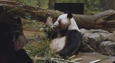 Čína stahuje dvojici pand z tokijské zoo. Rozhodnutí rozlítostnilo tisíce Japonců