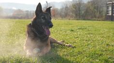 Celý život strávili ve službách policie. Po 10 letech jdou tito psi do důchodu