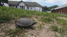 Zoologové řeší záhadu. V Jizerských horách se objevil tvor, který tam žít nemůže