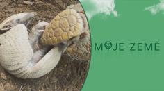 Liberecká zoo slaví: Páru pásovců se narodilo mládě