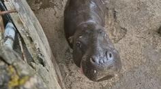 Zoologické zahrady trápí vedra. Do stínu se schovávají zvířata i návštěvníci